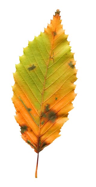 Primer plano de hoja de olmo colores dorados de otoño hoja de olmo aislada