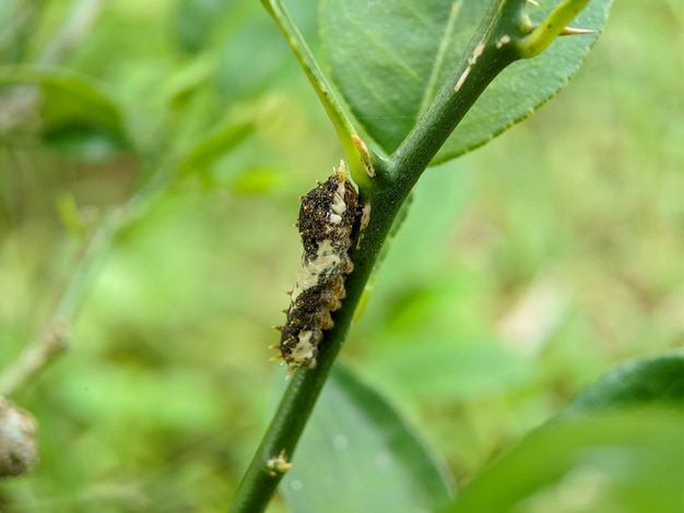 Un primer plano de una hoja con una oruga sobre ella