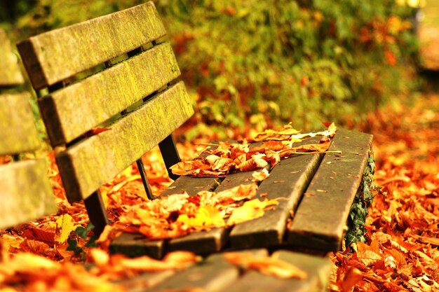 Foto primer plano de una hoja de otoño en el césped