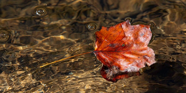 Foto un primer plano de una hoja de otoño flotando en un arroyo - cartel web