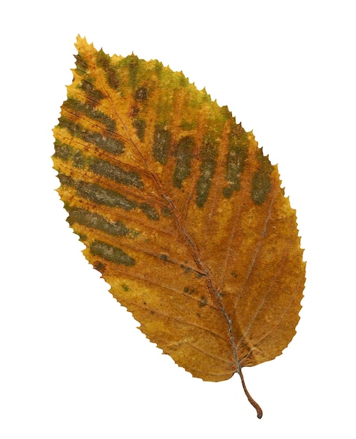 Primer plano de hoja de otoño de olmo aislado sobre un fondo blanco