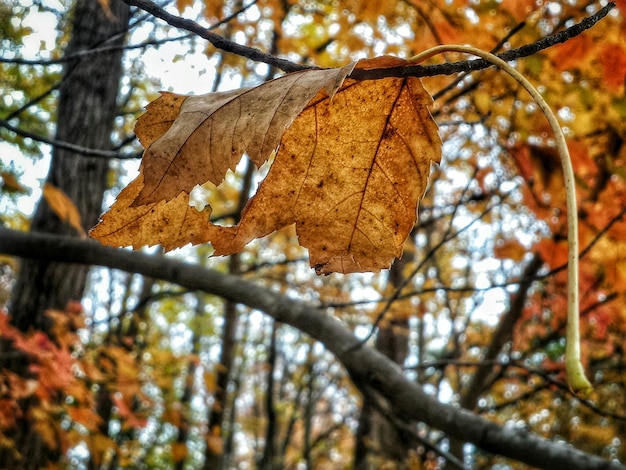 Primer plano de una hoja de otoño en una rama
