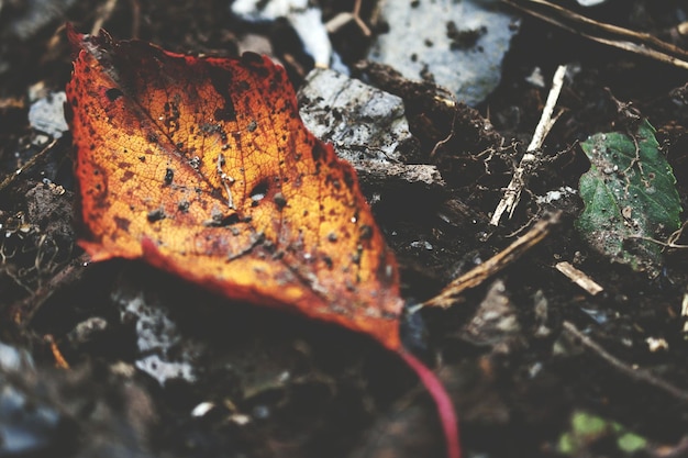 Foto primer plano de una hoja de otoño