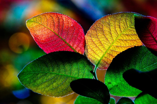 Primer plano de una hoja de otoño