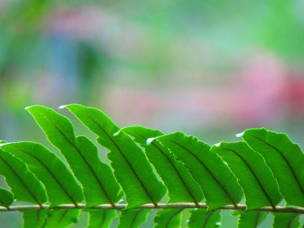 Un primer plano de una hoja con la palabra helecho