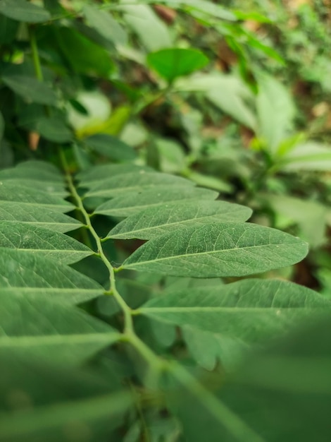 Un primer plano de una hoja con la palabra okra