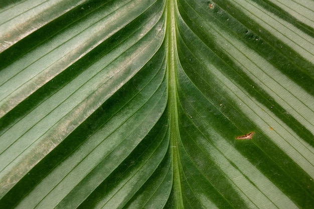 Un primer plano de una hoja con la palabra palm en ella