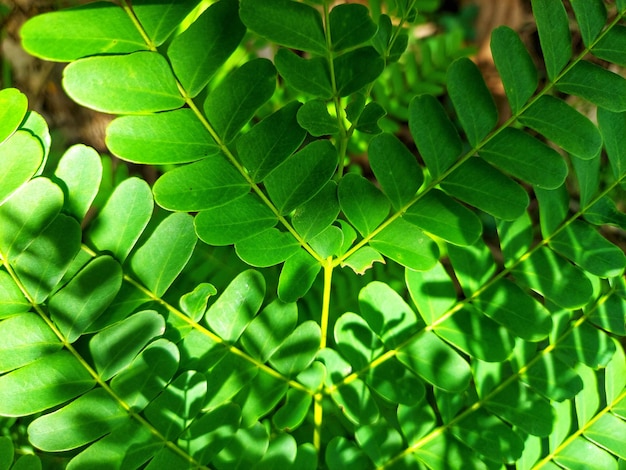 Un primer plano de una hoja con la palabra tamarindo