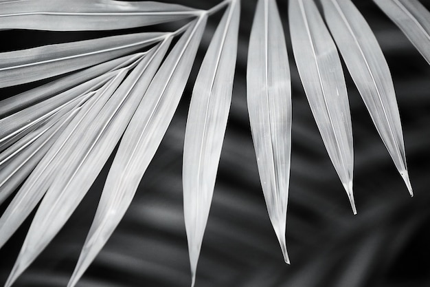 Foto un primer plano de una hoja de palma en blanco y negro con fondo tropical