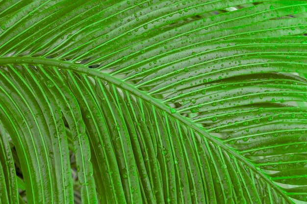 Primer plano de hoja de palma de coco verde rico con gotas de lluvia Fondo tropical Líneas y texturas