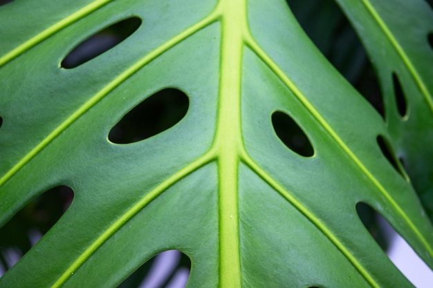 Primer plano de la hoja de palma monstera para textura o fondo Imagen de planta tropical abstracta