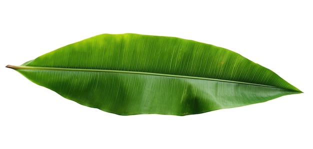 Primer plano de una hoja de palma de plátano tropical verde IA generativa