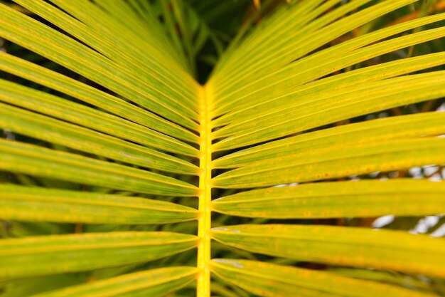 Primer plano de hoja de palma República Dominicana soleada playa palmeras en la costa