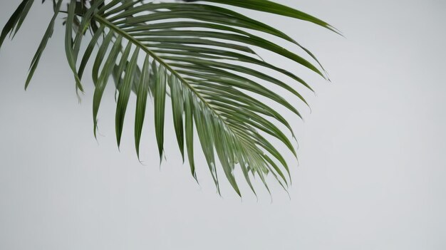 Un primer plano de una hoja de palma sobre un fondo blanco