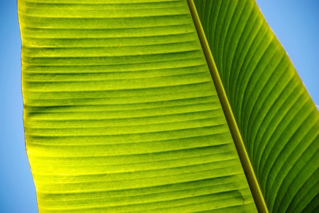 Foto primer plano de una hoja de palma