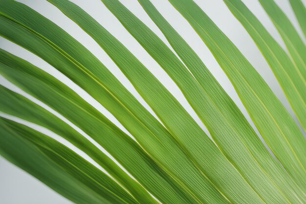 Primer plano de una hoja de palma