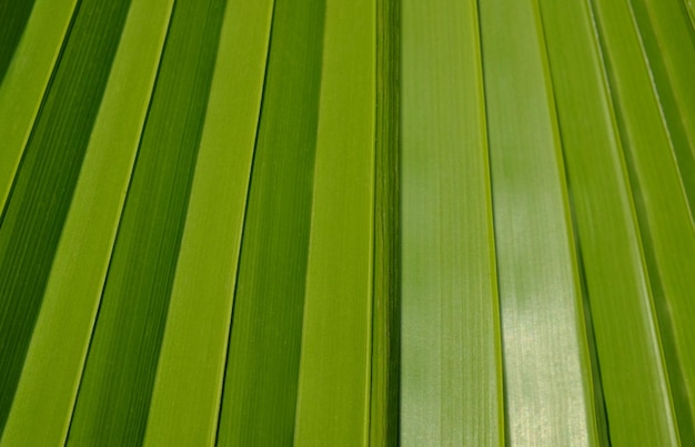 Primer plano de una hoja de palmera tropical