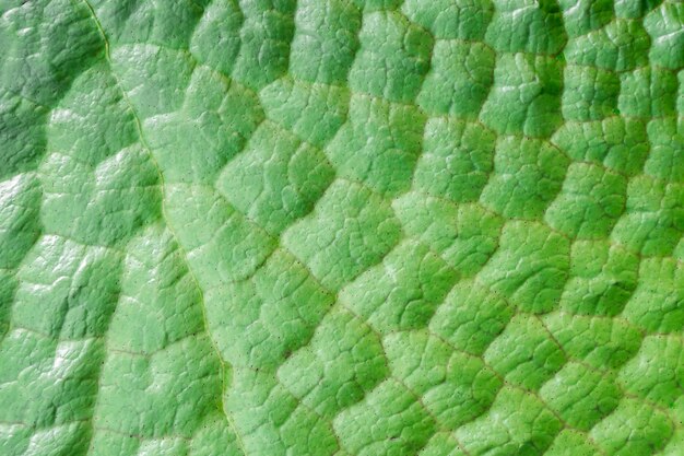 primer plano de hoja de planta tropical. fondo verde natural