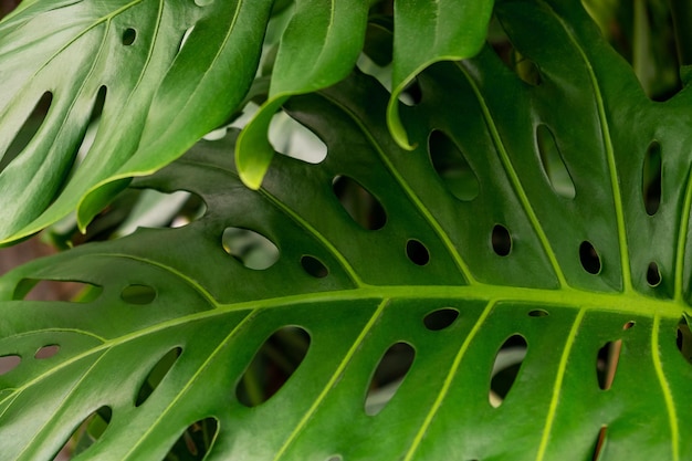 Primer plano de una hoja de una planta tropical monstera