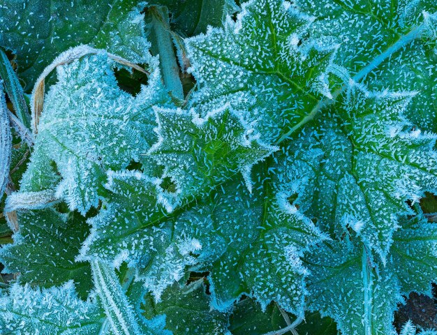 Primer plano con hoja de una planta verde helada en una mañana