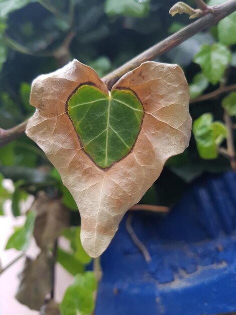 Foto primer plano de la hoja en la planta