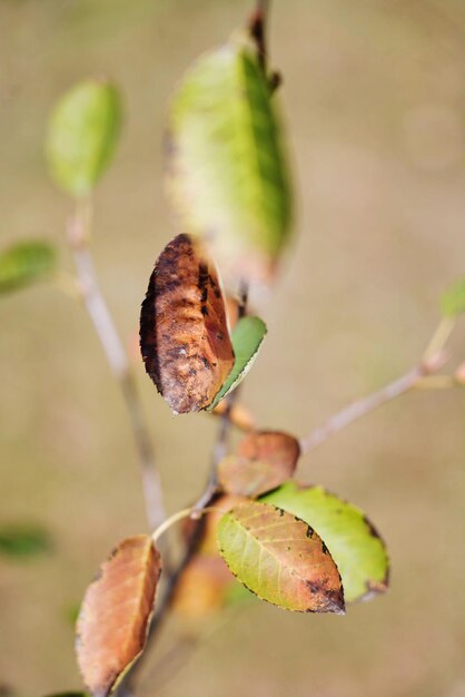 Foto primer plano de la hoja en la planta