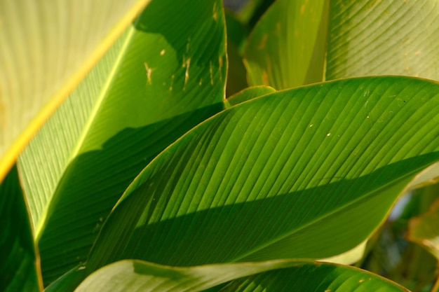 Un primer plano de una hoja de plátano con un agujero en el medio