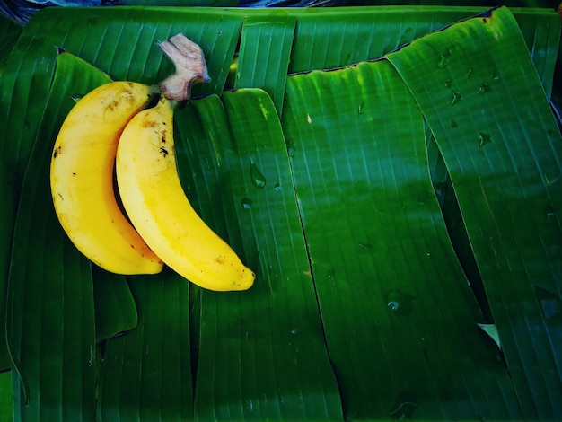 Foto primer plano de una hoja de plátano en el árbol