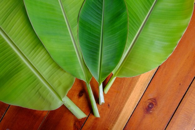 Primer plano de una hoja de plátano