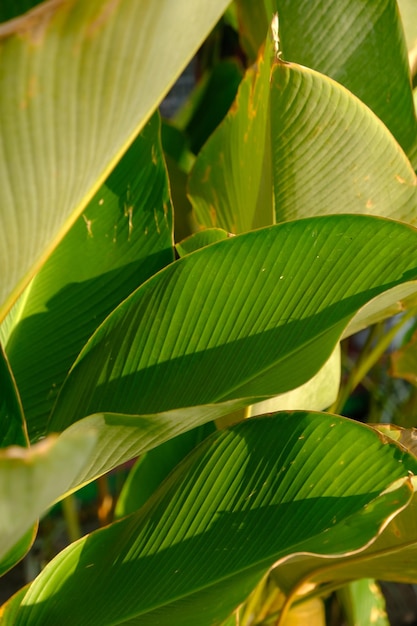 Un primer plano de una hoja de plátano