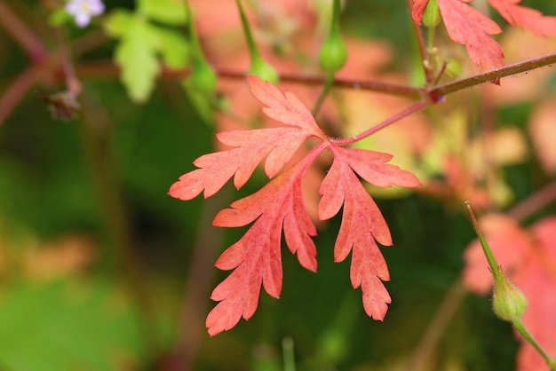 Primer plano de hoja de roble rojo hermoso