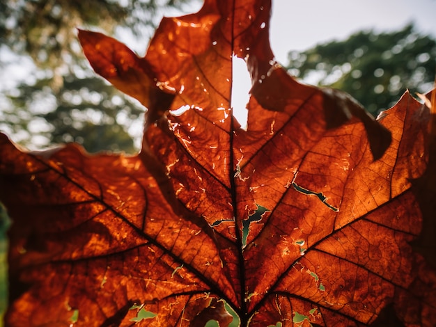 Primer plano de la hoja roja de otoño