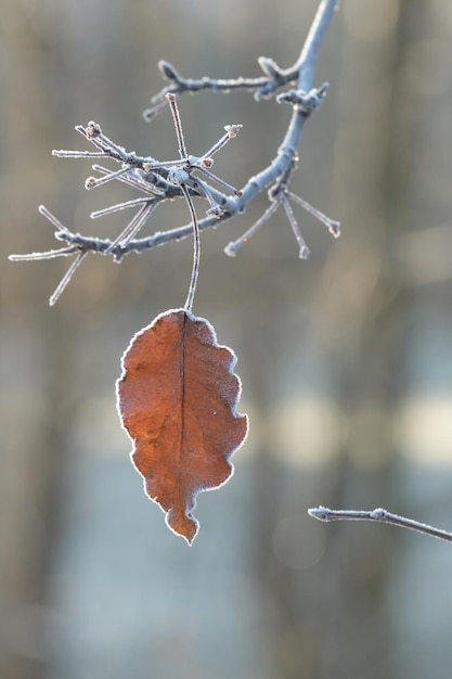 Foto primer plano de una hoja seca en una ramita durante el invierno