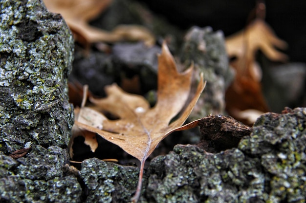 Foto primer plano de una hoja seca en la roca