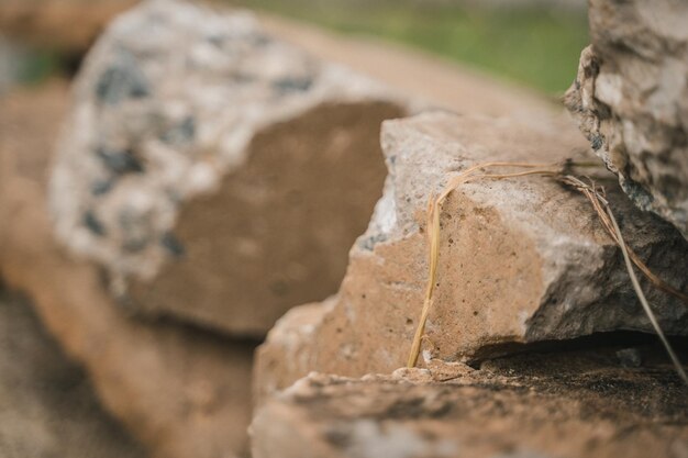 Foto primer plano de una hoja seca en la roca