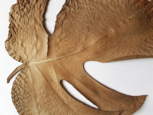 Foto un primer plano de una hoja seca sobre un fondo blanco