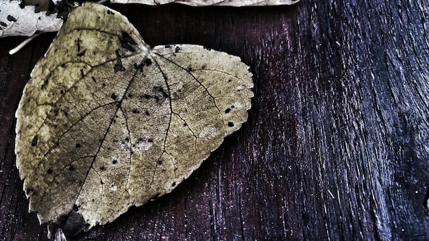 Primer plano de una hoja seca en una tabla de madera