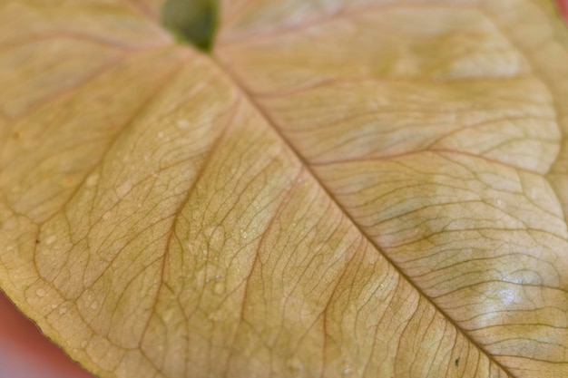 Primer plano de una hoja de syngonium