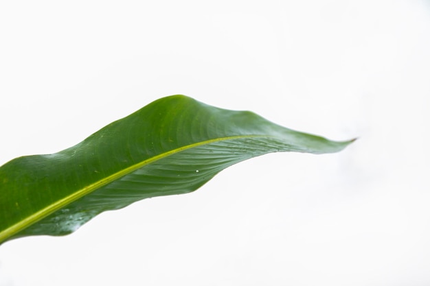 primer plano, hoja tropical, hoja de palma, hoja de plátano, aislado en blanco. adecuado para su uso con el producto