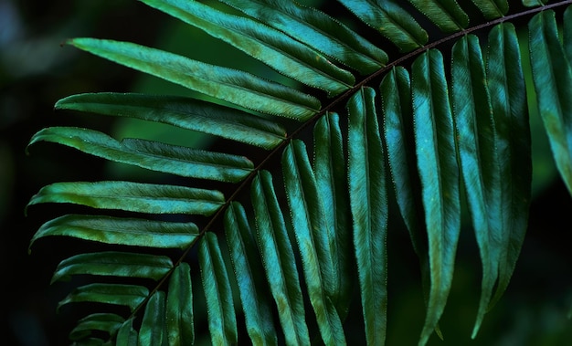 Un primer plano de una hoja tropical