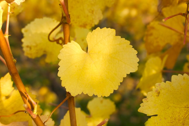 primer plano de la hoja de uva amarilla a finales de otoño