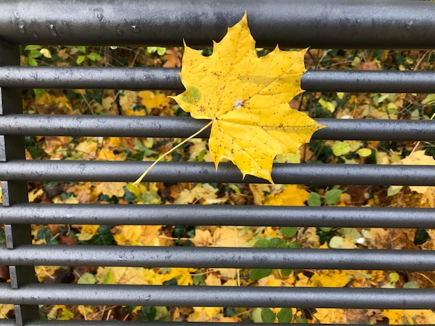 Foto primer plano de una hoja en una valla metálica