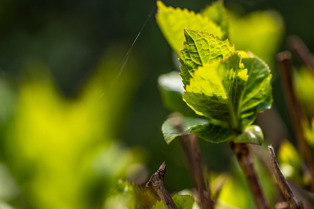 Un primer plano de una hoja verde en un árbol