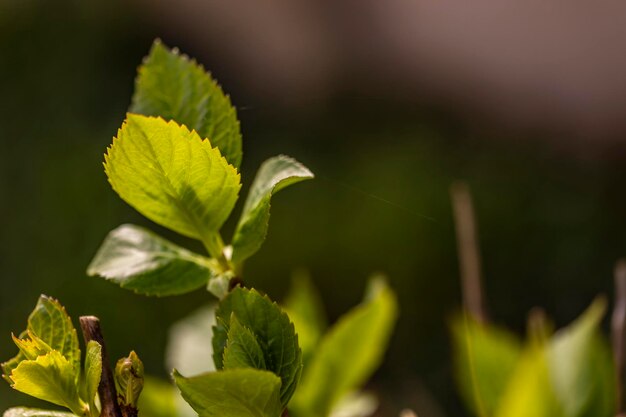 Foto un primer plano de una hoja verde en un árbol