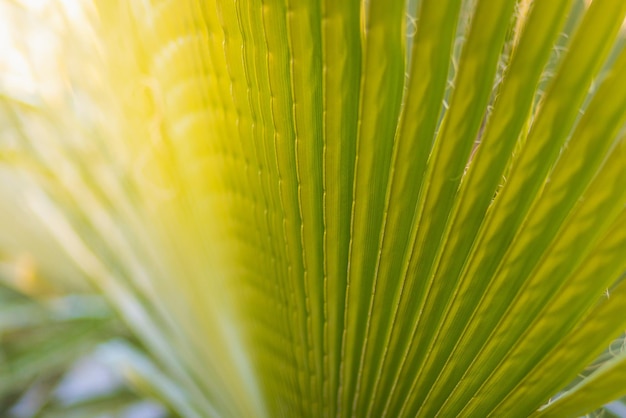 Primer plano de una hoja verde brillante de una palmera bajo el brillante sol tropical suave enfoque selectivo