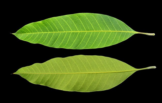 Primer plano de una hoja verde contra un fondo negro