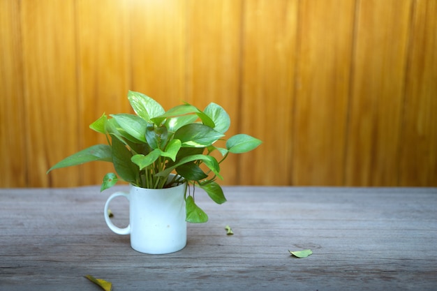 Primer plano de la hoja verde en florero blanco sobre la mesa de madera y la luz del sol