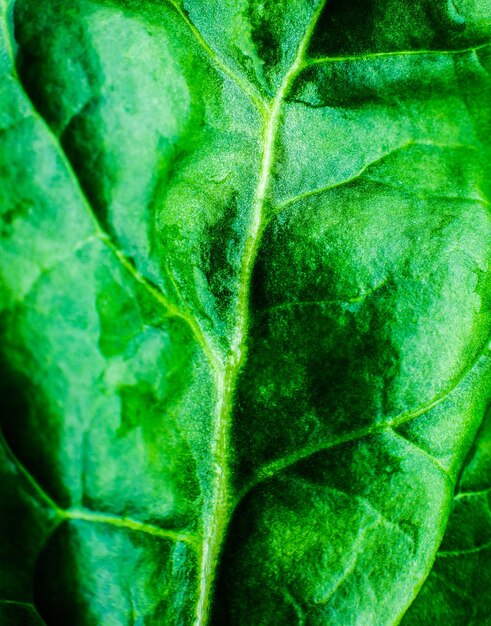 Primer plano de hoja verde Fondo de textura de hojas frescas Papel tapiz ecológico natural Comida vegetariana Productos vegetales y vitaminas Macro foto