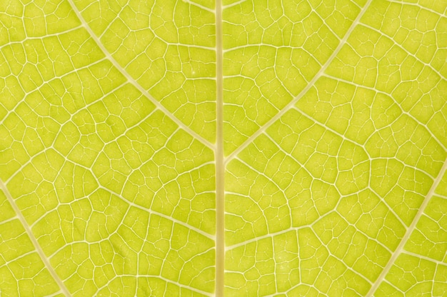 Primer plano de hoja verde para el fondo y textura