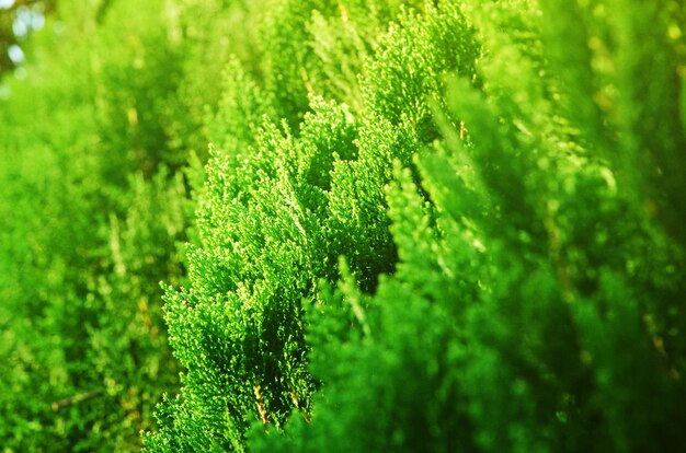 Foto primer plano de una hoja verde fresca en el campo